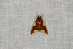 Trichromia rhodocraspis