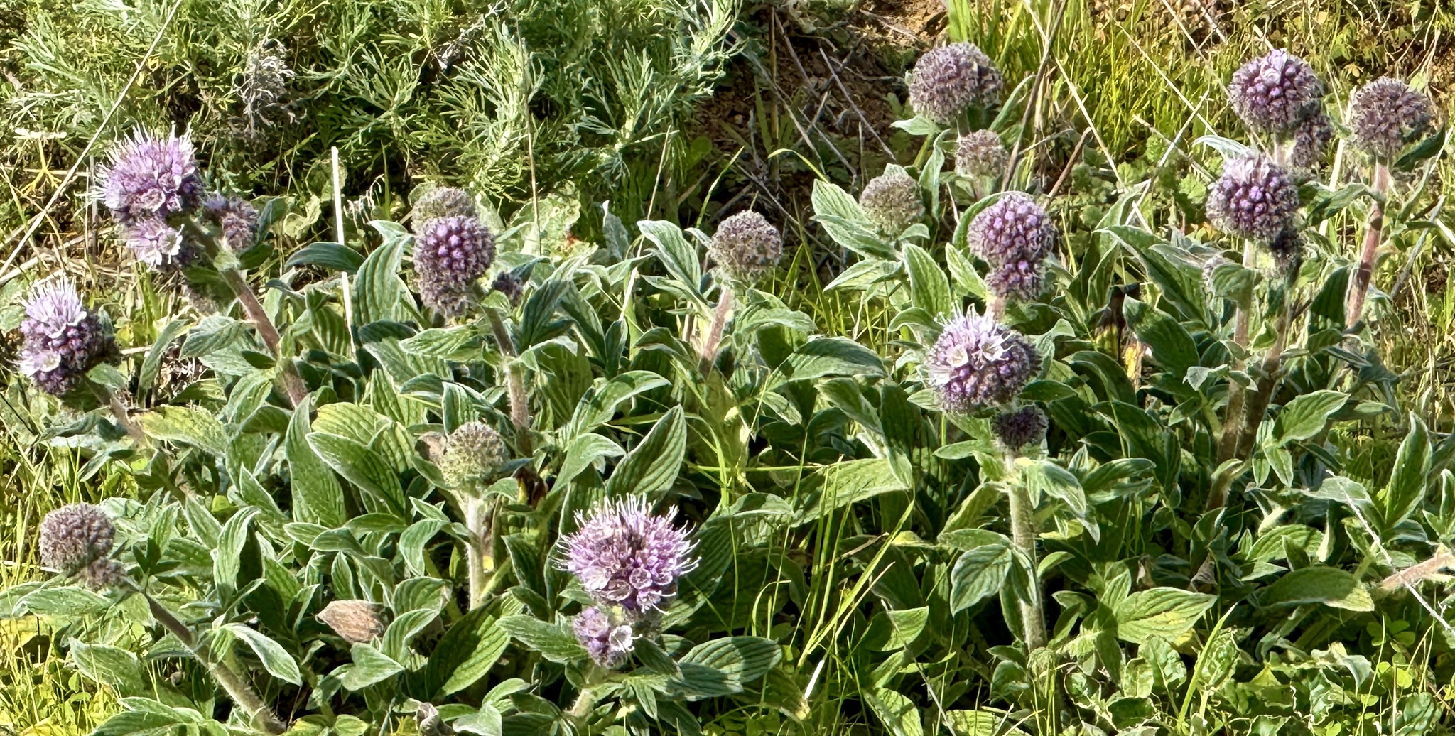 California Phacelia