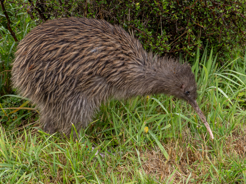 Southern Brown Kiwi (Apteryx australis)
