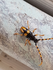 Dendrobias mandibularis