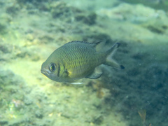 Weber's Chromis photo 5