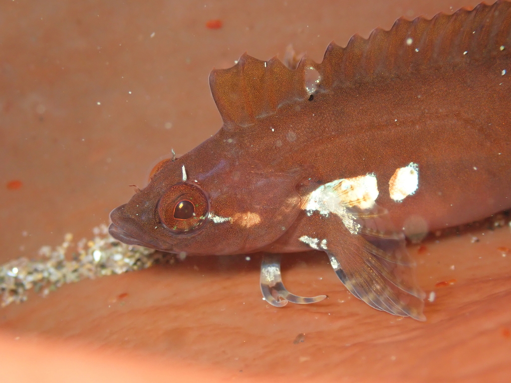 Orange Clinid