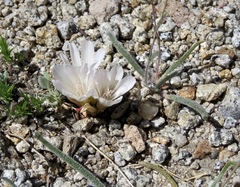Lewisia kelloggii