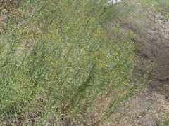 Erigeron inornatus