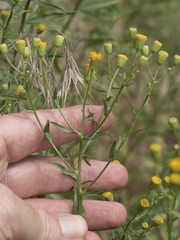Erigeron inornatus
