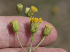 Erigeron inornatus