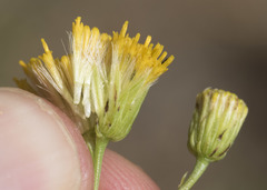 Erigeron inornatus