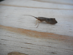 Nemotaulius