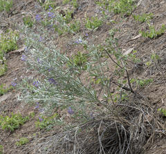 Lupinus caudatus caudatus
