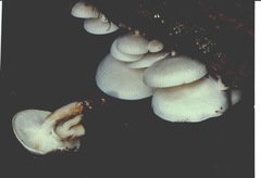 Ossicaulis lignatilis