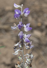 Lupinus caudatus caudatus