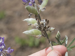 Lupinus caudatus caudatus