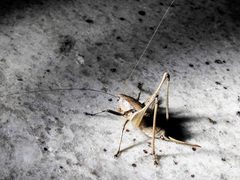 Thyreonotus corsicus