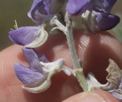 Lupinus caudatus caudatus