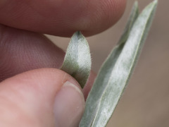 Lupinus caudatus caudatus