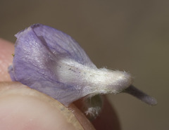Lupinus caudatus caudatus