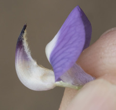 Lupinus caudatus caudatus