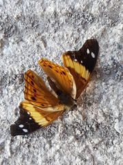 Asterocampa idyja argus