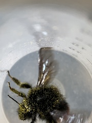 Bombus