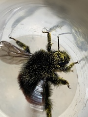 Bombus