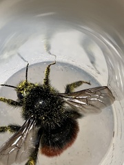 Bombus