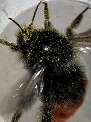 Bombus