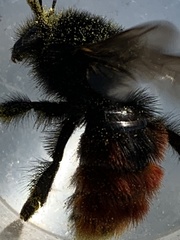 Bombus
