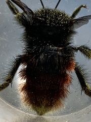 Bombus