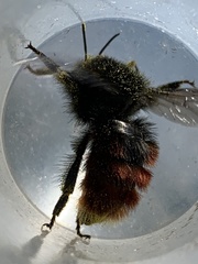 Bombus