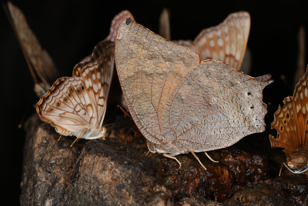 Tropical Leafwing