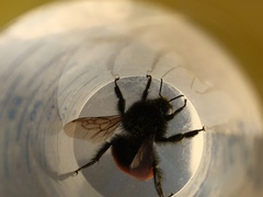 Bombus