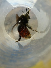 Bombus