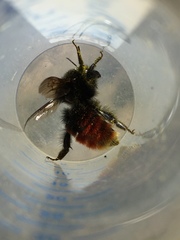 Bombus
