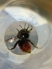 Bombus
