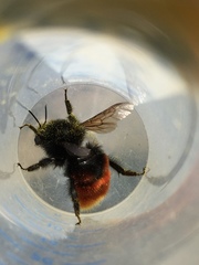 Bombus