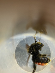 Bombus