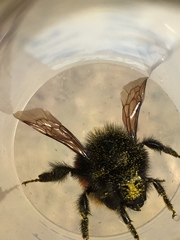 Bombus