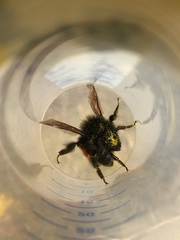 Bombus