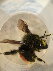 Bombus