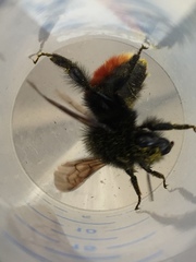 Bombus