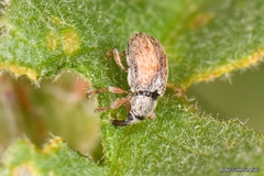 Malvapion malvae