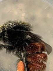 Bombus