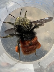 Bombus