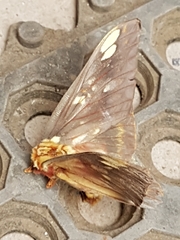 Citheronia beledonon
