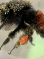Bombus