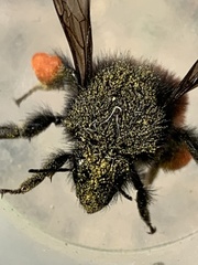Bombus