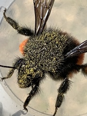 Bombus