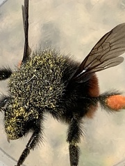Bombus