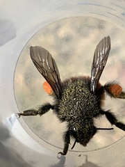 Bombus