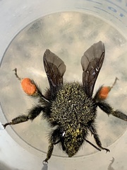 Bombus